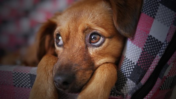 人間に気持ちを伝えたくて、犬は特別な進化で「子犬のような悲しい目」を獲得した（英・米研究）