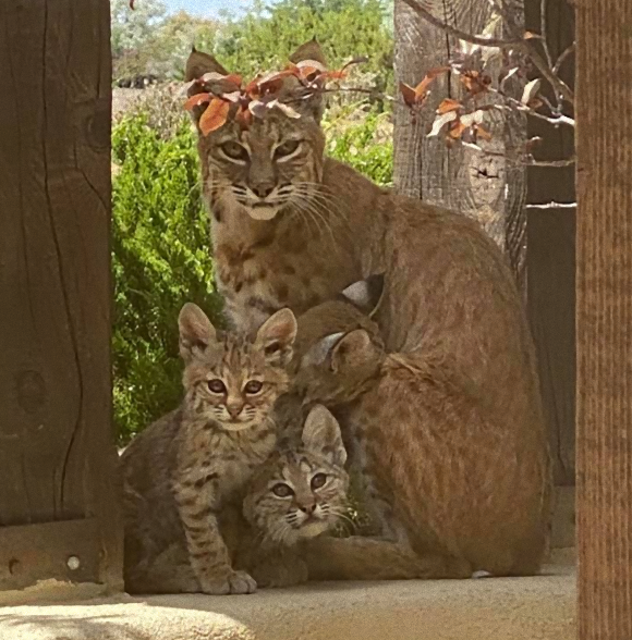 玄関開けたらボブキャット。自宅の玄関前でオオヤマネコの家族が鎮座していた件（アメリカ）