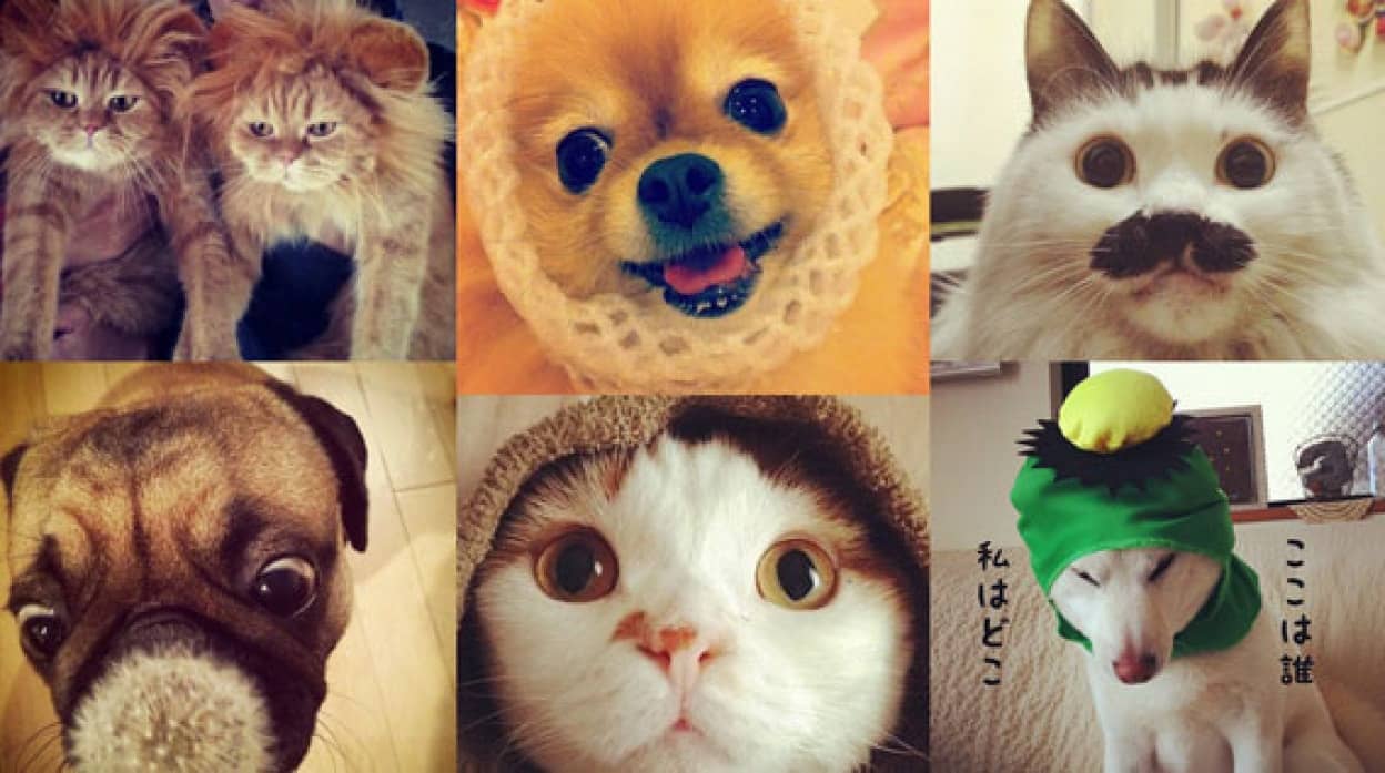 画像共有sns Instagram で人気の動物たち カラパイア 画像共有sns Instagram で人気の動物たち カラパイア