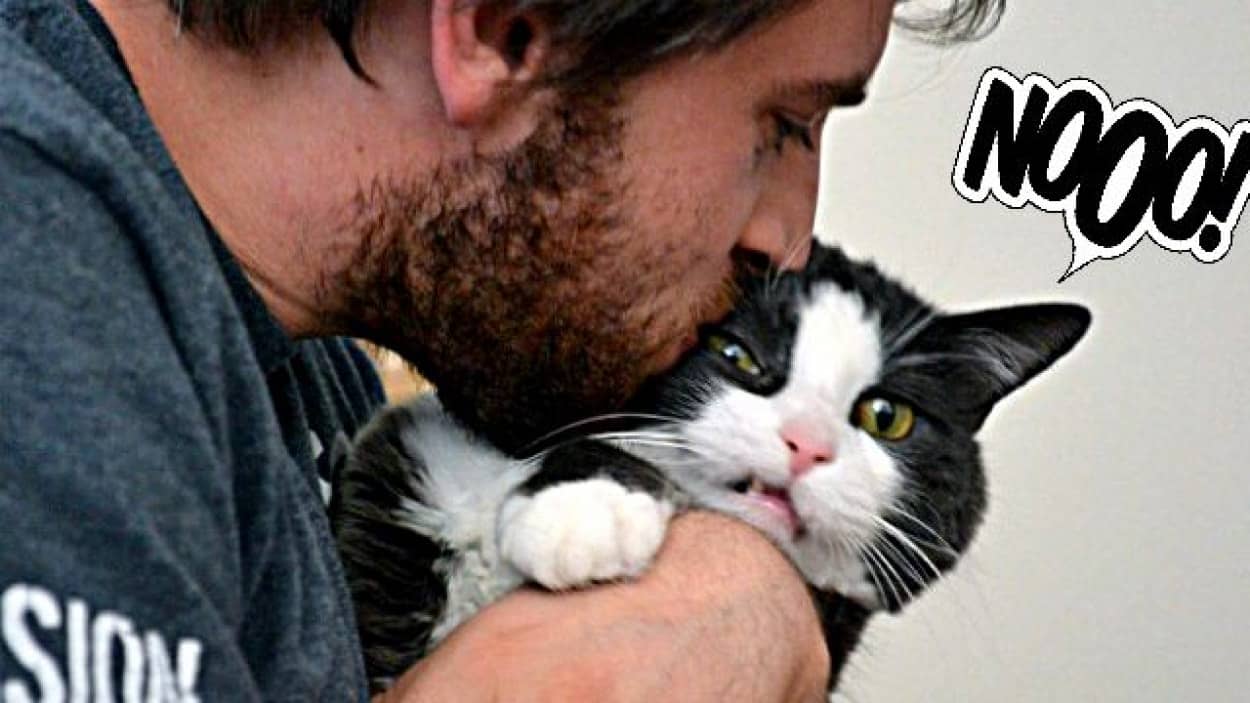 イヤなもんはイヤなんだよ 自撮り嫌いな猫たちのご不満そうな画像詰め合わせ カラパイア