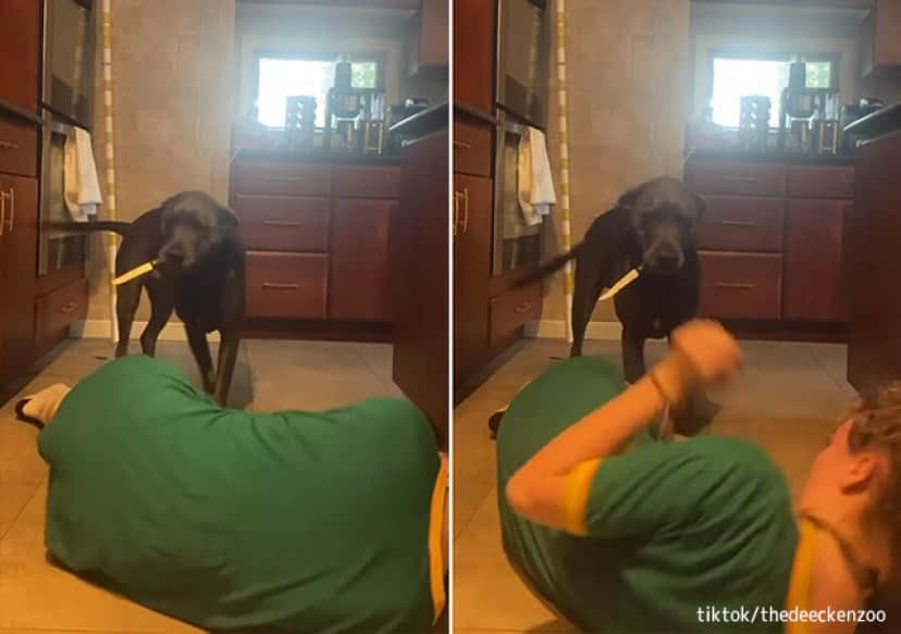 犬の前で倒れたふりをしたところ サスペンスホラーな展開が待っていた カラパイア