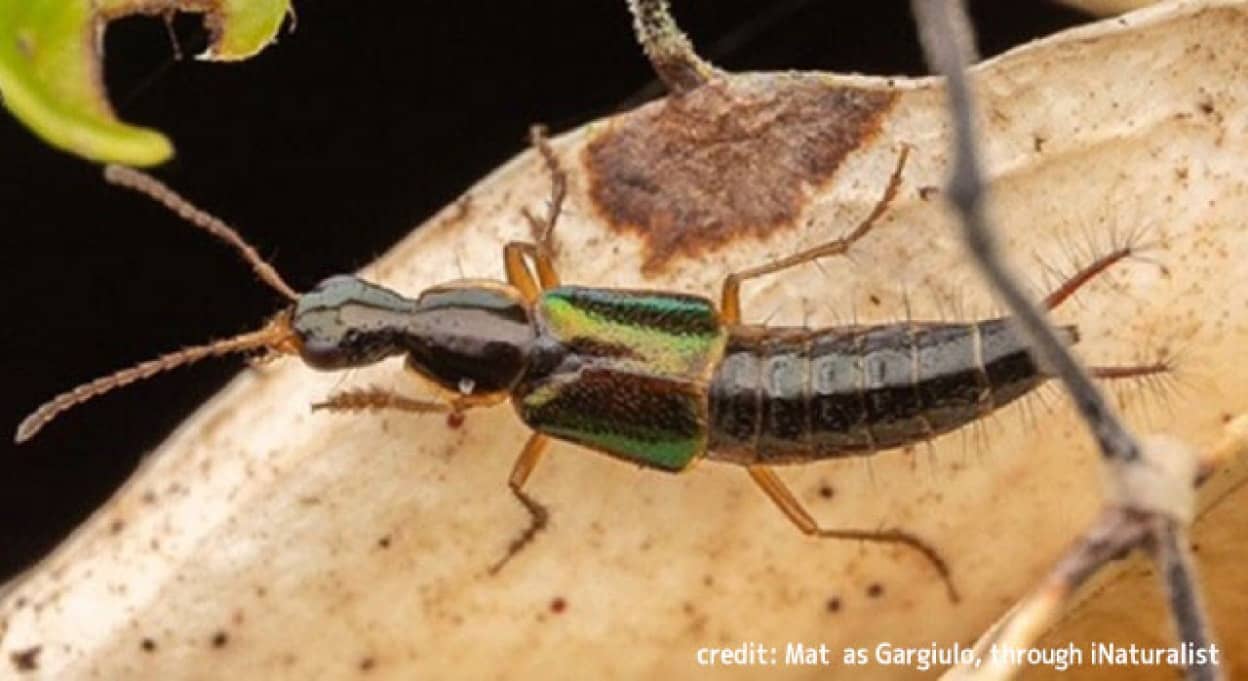 栓抜きのような生殖器を持つ新種の甲虫を発見