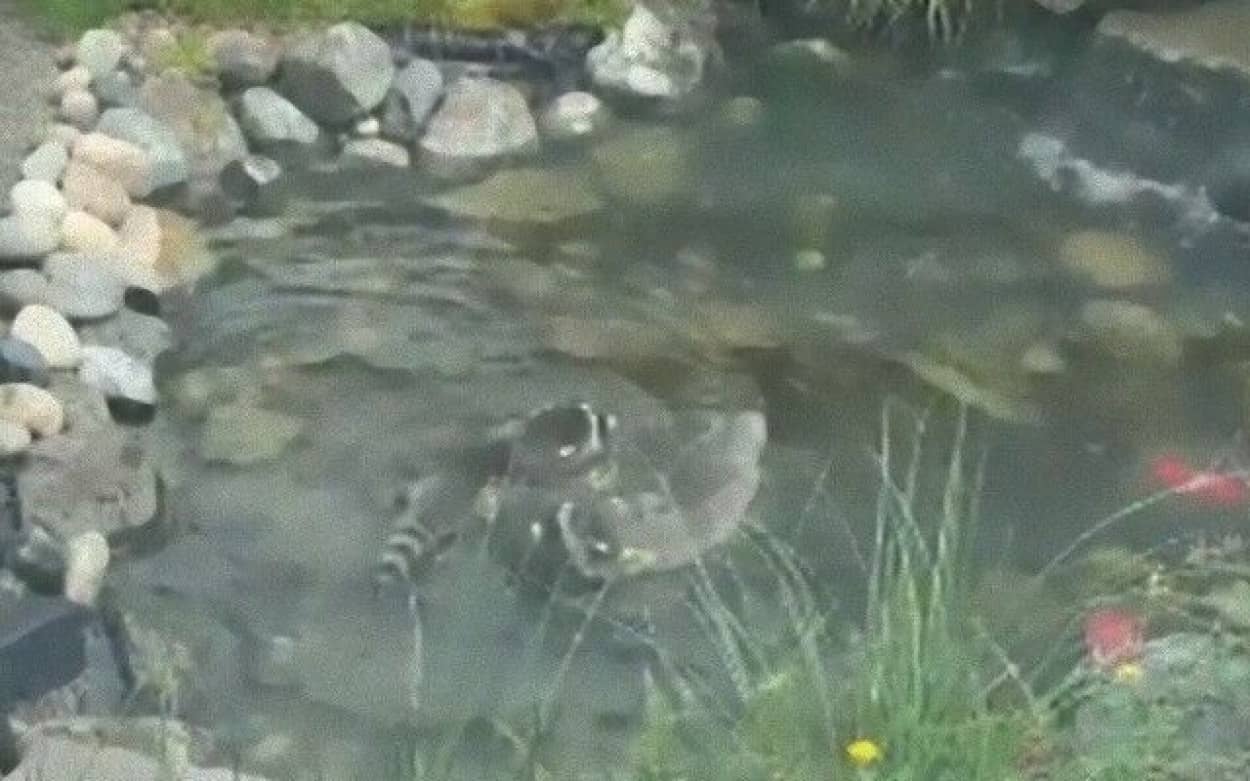 鯉が泳いでいると思ったら アライグマ おまえらかーい アライグマ 池で風流に泳ぐ カラパイア 鯉が泳いでいると思ったら アライグマ おまえらかーい アライグマ 池で風流に泳ぐ カラパイア