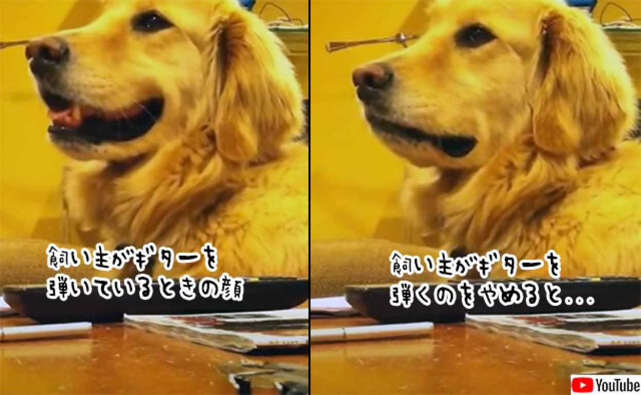 飼い主のギターを聞くのが大好きな犬