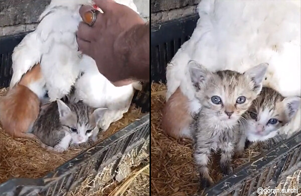 ニワトリって猫を温めがちなところあるよね。4匹の子猫を抱卵ならぬ抱猫