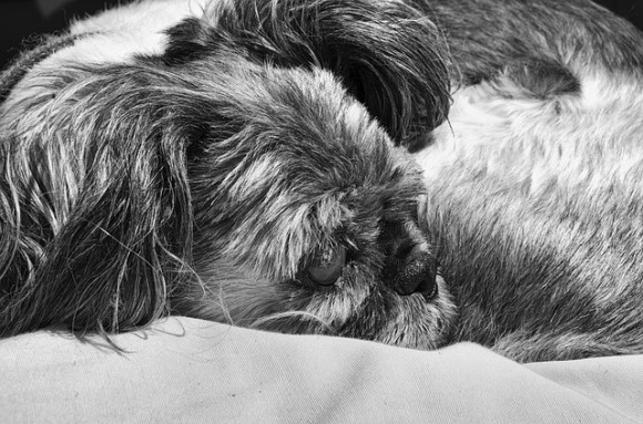 shih-tzu-2168633_640_e