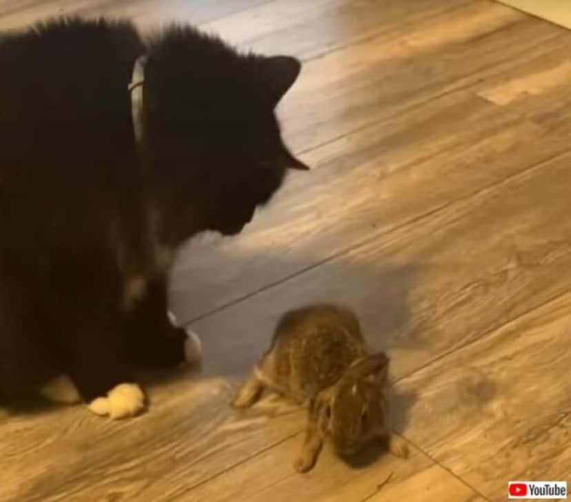 お願い 外に連れてって放してあげて 愛猫が外からくわえてきたウサギに飼い主さんショックを受ける カラパイア お願い 外に連れてって放してあげて 愛猫が外からくわえてきたウサギに飼い主さんショックを受ける カラパイア