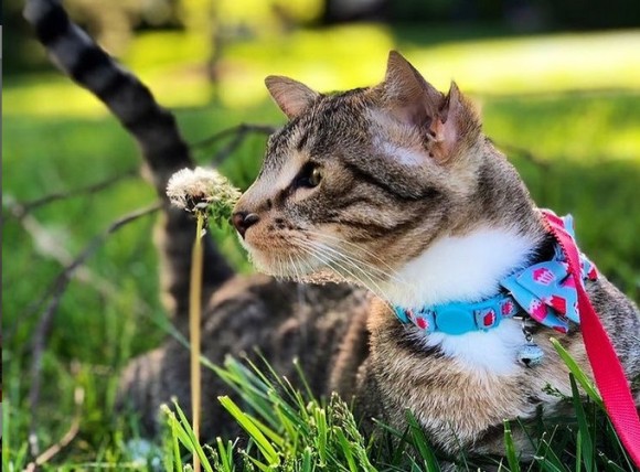 耳が2倍で幸せ4倍。4つの耳を持つ保護猫が一目ぼれされ永遠の家を手に入れる（アメリカ）