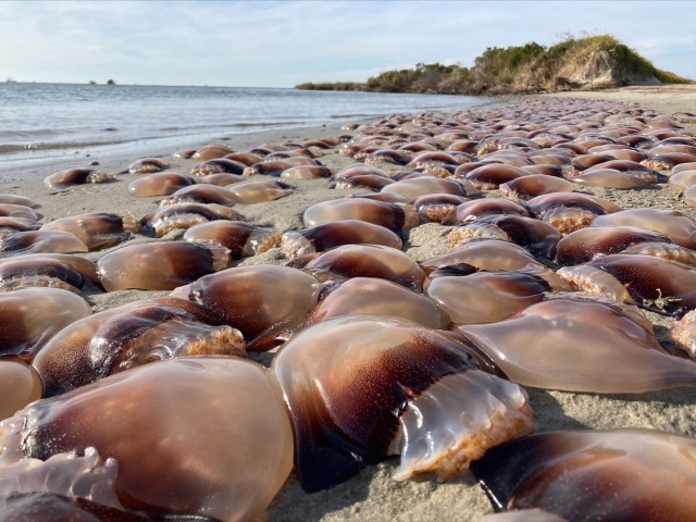 何が起きた？アメリカの海岸に大量のクラゲが打ち上げられる