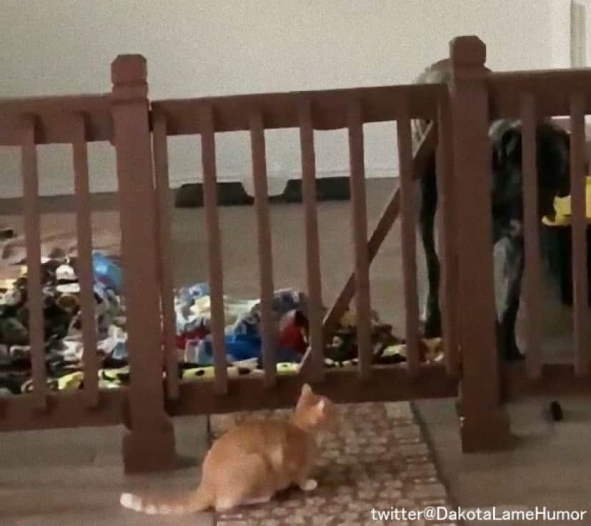 大型犬と猫のコント
