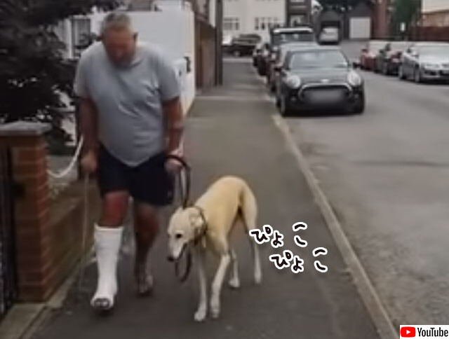 骨折した飼い主と同じように歩く犬