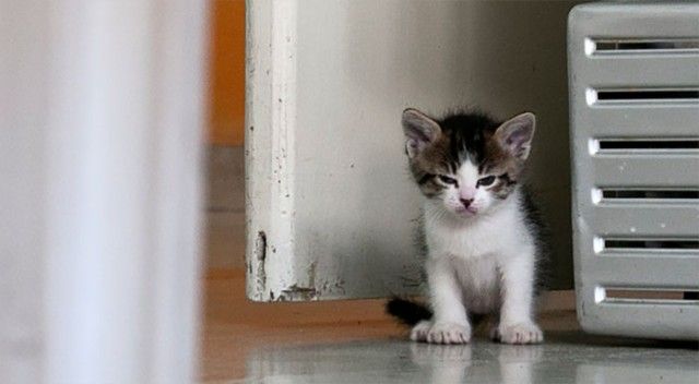 angry-kittens-11-591af1a7be338__700_e