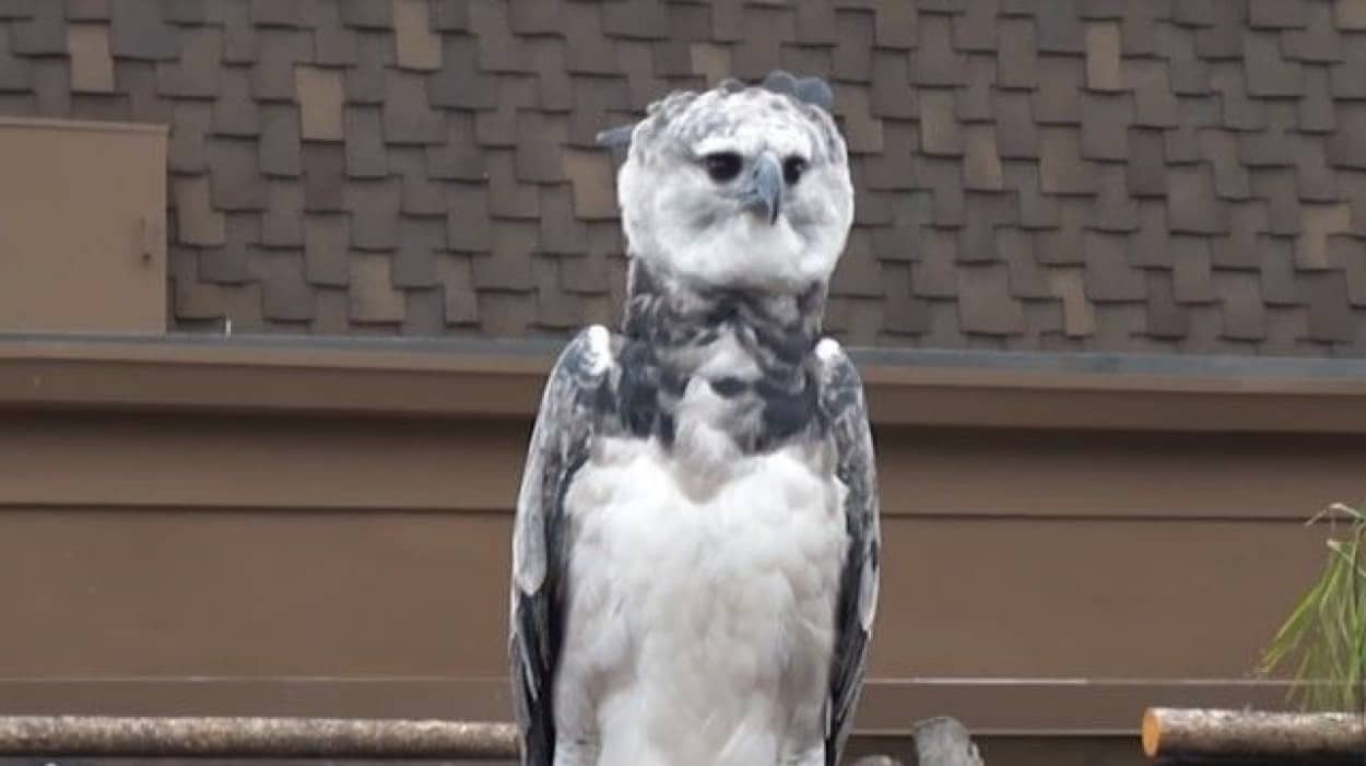 ハーピーの名を持つプレデター 世界最大級の猛禽類オウギワシを見てみよう カラパイア