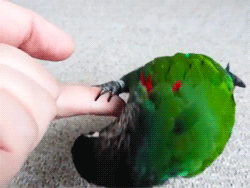 parrot_07