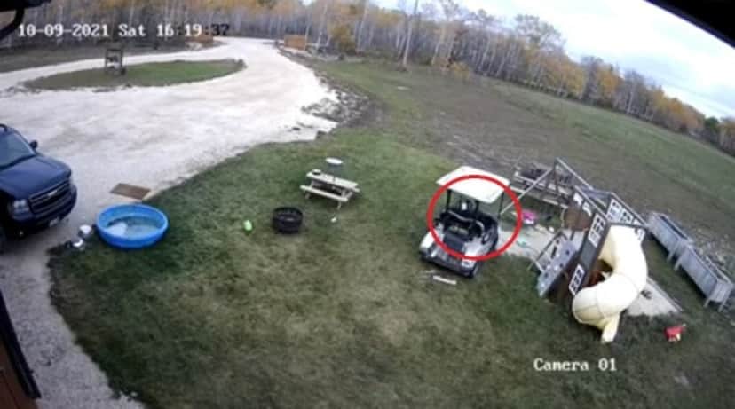 dog gocart2_e