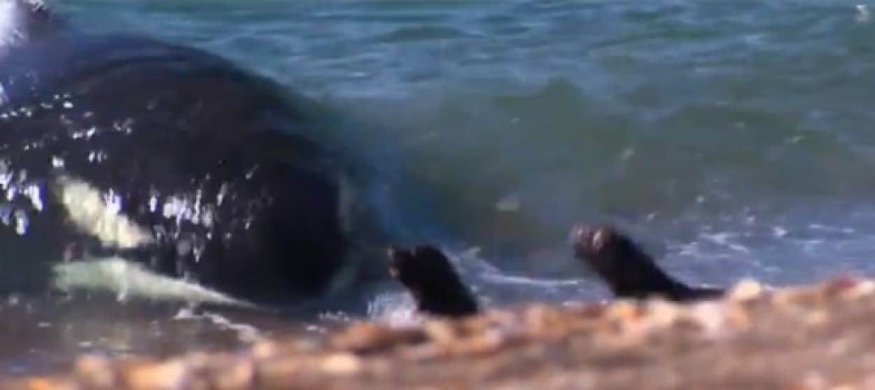 浜辺にきたアザラシを待ち伏せしてハンティング シャチの驚くべき捕獲スキル カラパイア 浜辺にきたアザラシを待ち伏せしてハンティング シャチの驚くべき捕獲スキル カラパイア
