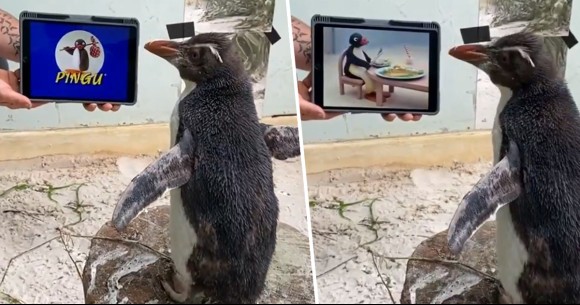 動物園でリハビリ中のペンギンが、ペンギンアニメ「ピングー」を見て孤独を癒す（オーストラリア）