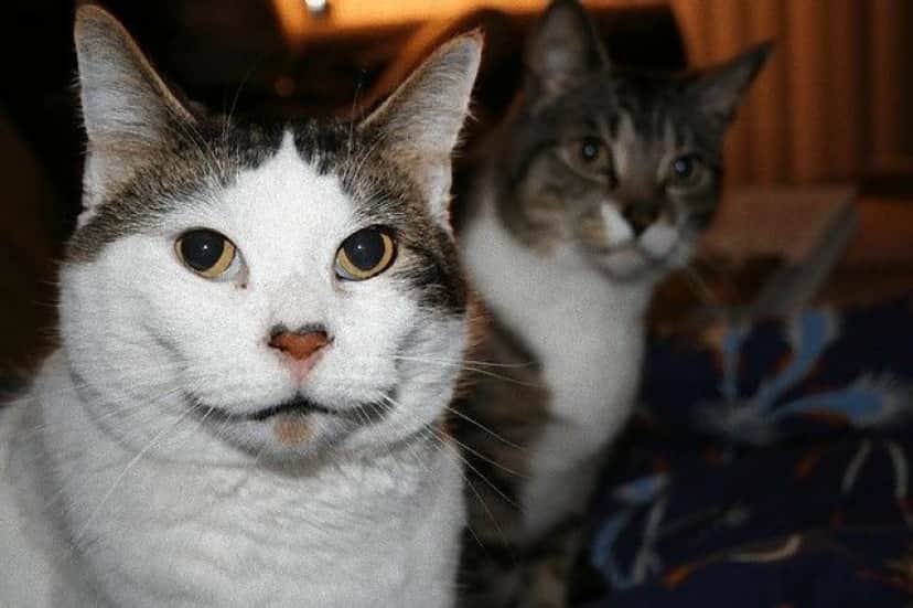 photobomb11_e