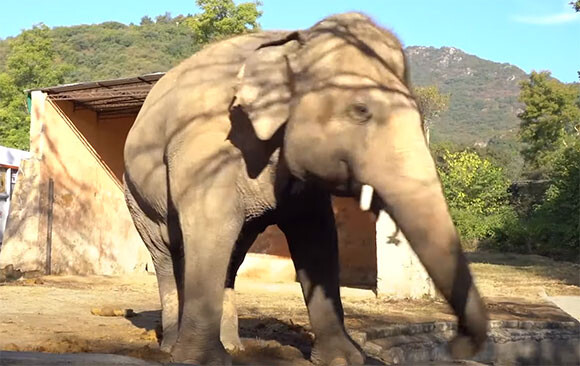 「世界一孤独な象」と呼ばれていたアジアゾウ、35年後ようやく仲間のいる保護区へと輸送される（パキスタン）