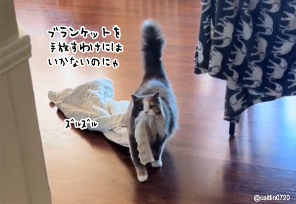 ライナスの毛布ならぬ猫のブランケット。いつでもどこでもズルズルと引きずっていく