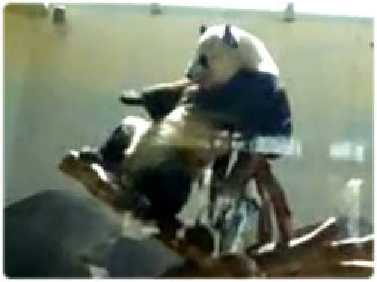 セクシーすぎるパンダの動きがヒップホップになって再びブレイク カラパイア