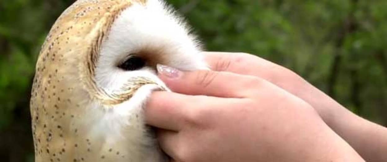 フクロウ好きなら気絶した後萌え死確定 かわいいフクロウもりもり映像 カラパイア