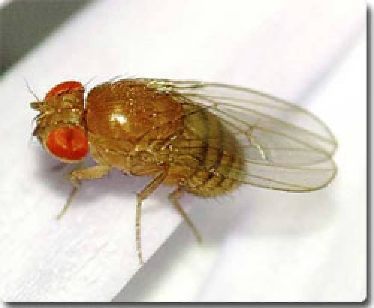 暑がるハエの存在が確認 変異体名 アツガリ と命名される カラパイア 暑がるハエの存在が確認 変異体名 アツガリ と命名される カラパイア
