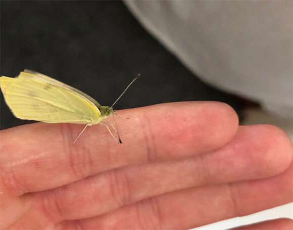 スーパーで買ったブロッコリーに7匹の芋虫を発見した男性 ペットとして育てて蝶にする イギリス 芋虫出演中 カラパイア