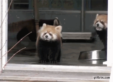 1353349582_man_scares_red_panda