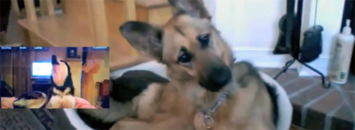 しゃべるハスキー犬の動画を見てその極意を学ぶジャーマン シェパード カラパイア
