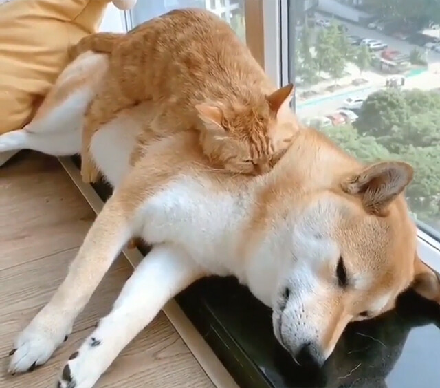 猫の肉布団となった柴犬 猫の安眠を邪魔しないように気を遣う カラパイア
