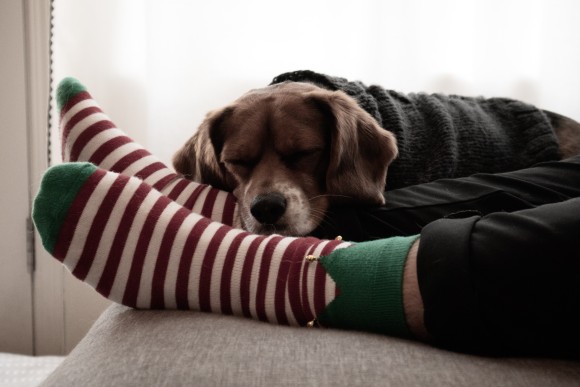 不要になった靴下から犬のベッドを作るプロジェクトが発足