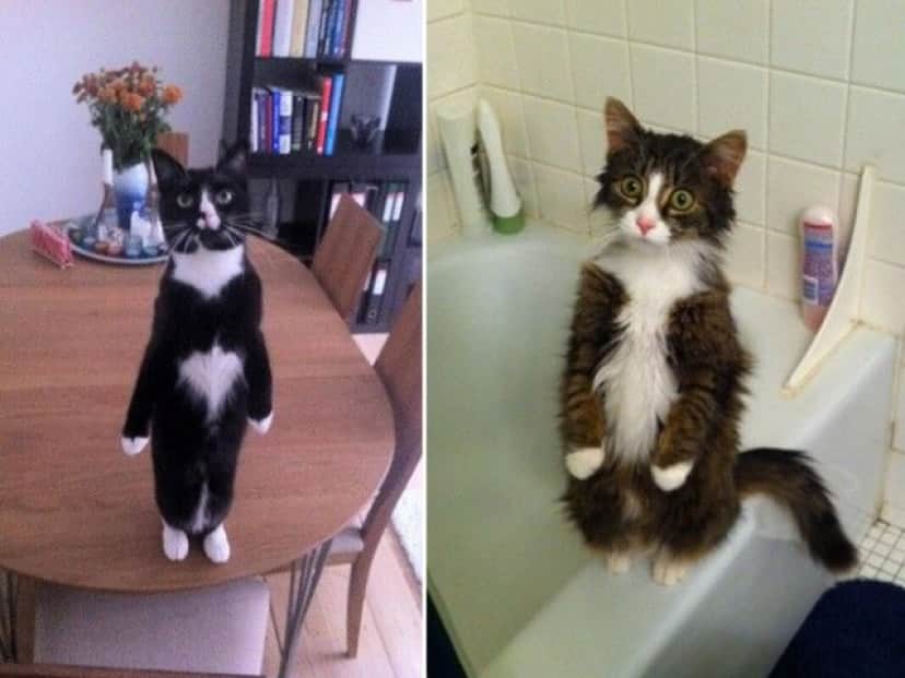 standing-cats7_e