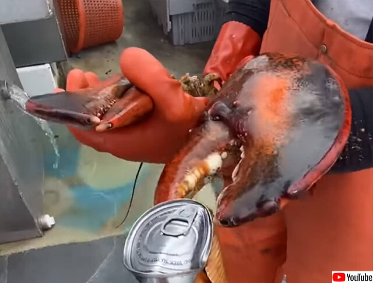 ロブスターで缶切り