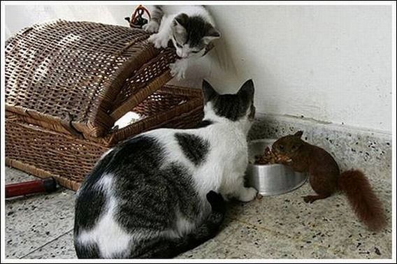 cats_and_squirell_10