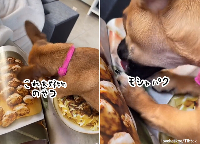 ちょい待て、それは二次元。犬氏、雑誌の料理に食らいつく