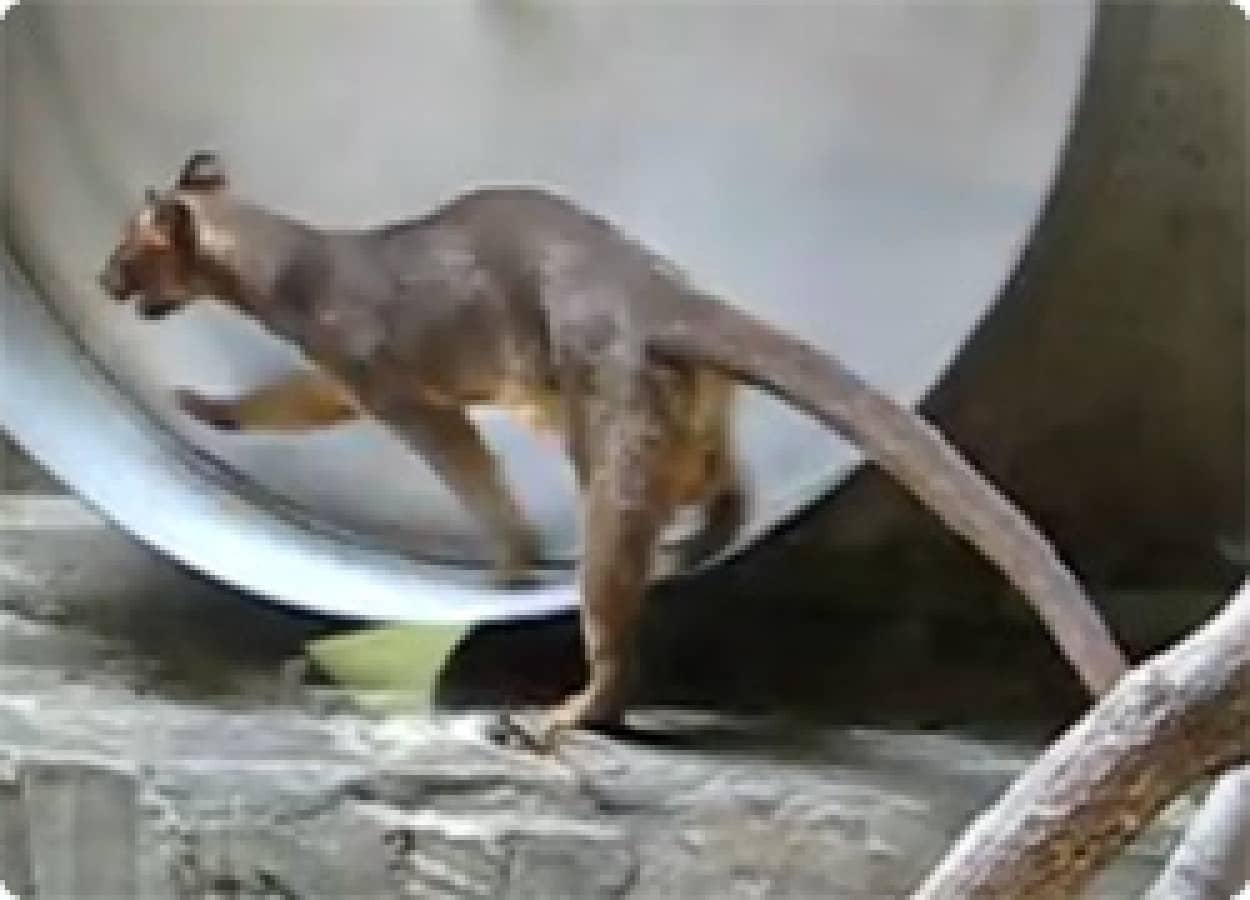 動画 ハムスターじゃないんだからあんな回し方俺に期待するなよ クールに回し車をキメるマダガスカル固有種のフォッサ カラパイア