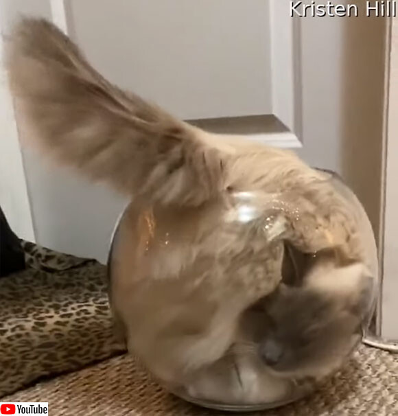 流動体としての猫。金魚鉢の中に液状化し流れ込む様子を動画で