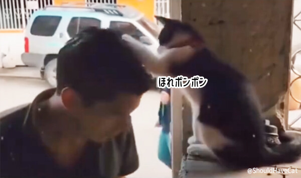 猫に頭ポンポンしてもらいたい人全員集合！会場はこちらです