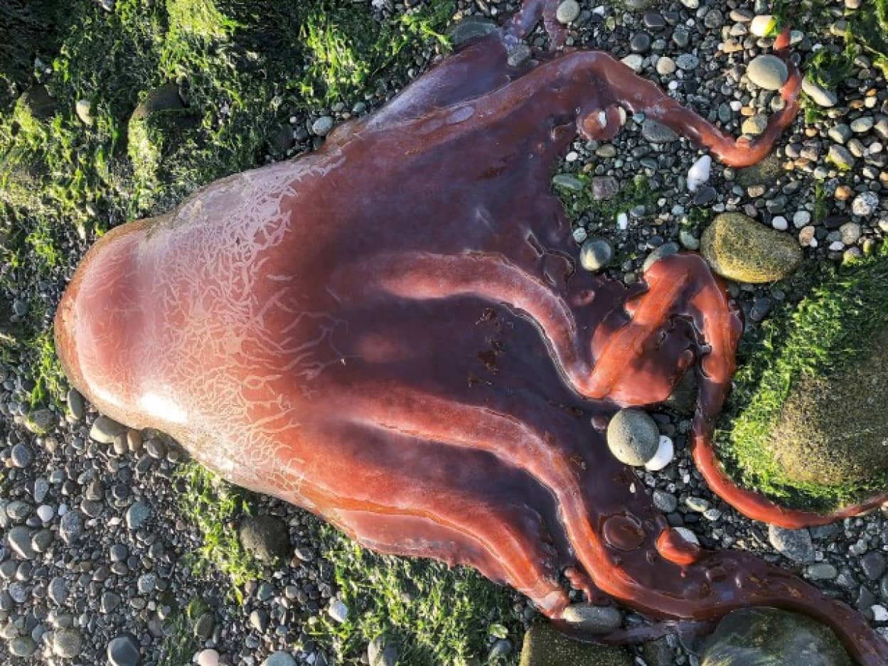 珍しい7本足のタコ、カンテンダコが浜辺に打ち上げられる