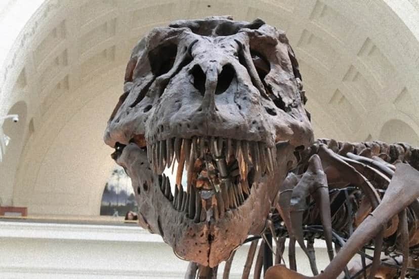 tyrannosaurus-447801_640_e