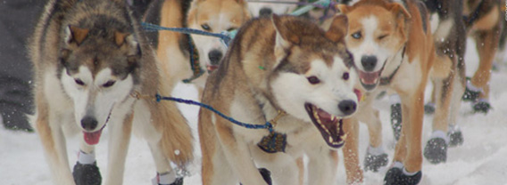 過酷な寒さに耐えながら約1850キロに渡るアラスカ横断犬ぞりレース アイディタロッド カラパイア