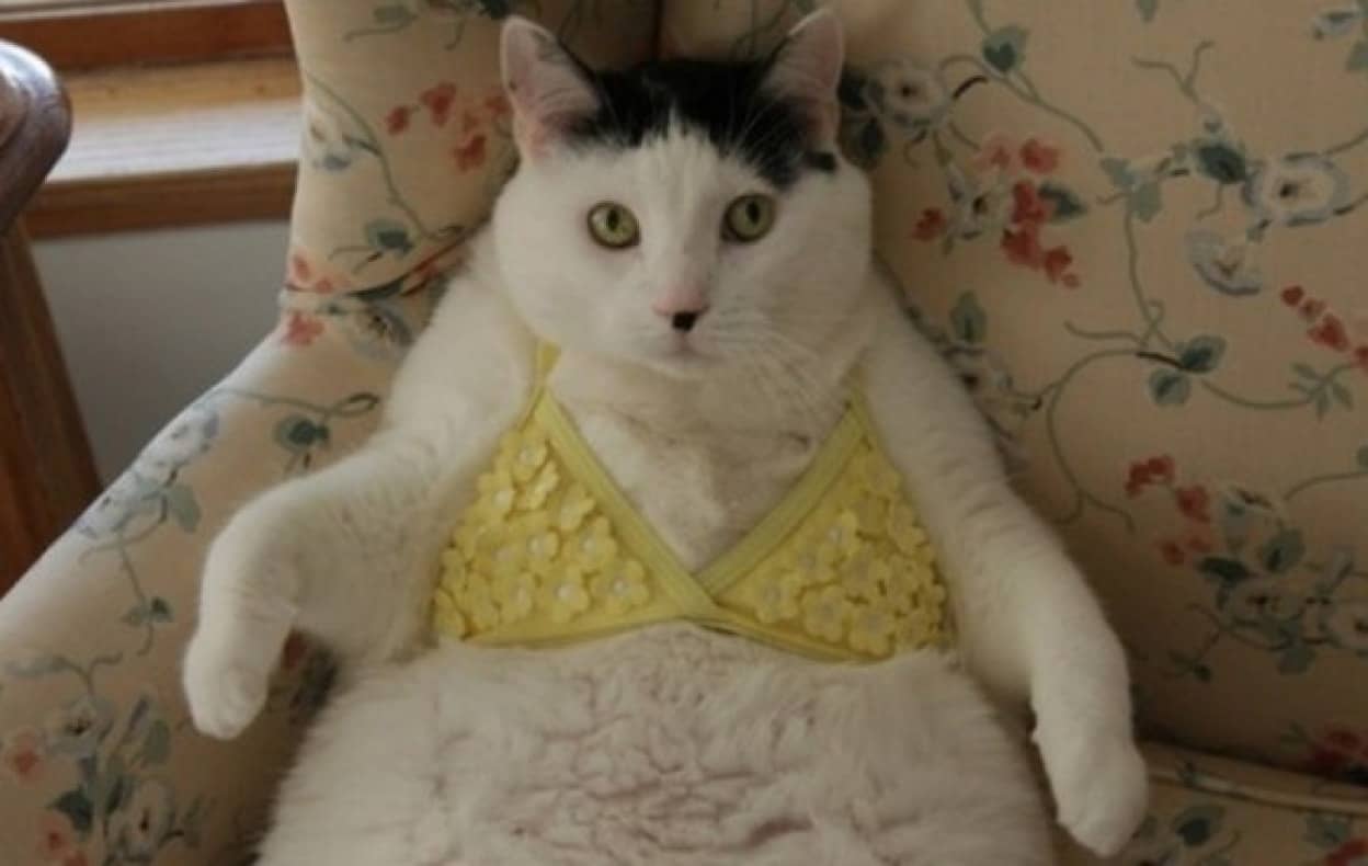 むしろふとましい君が好き 体重増加で可愛さ倍増 マシュマロ猫の写真特集 カラパイア むしろふとましい君が好き 体重増加で可愛さ倍増 マシュマロ猫の写真特集 カラパイア