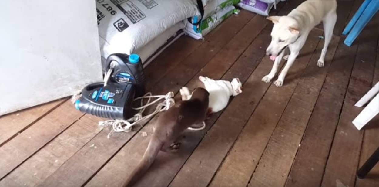 猫 犬 カワウソが夢の共演 キャッキャウフフと仲良くじゃれあう カラパイア