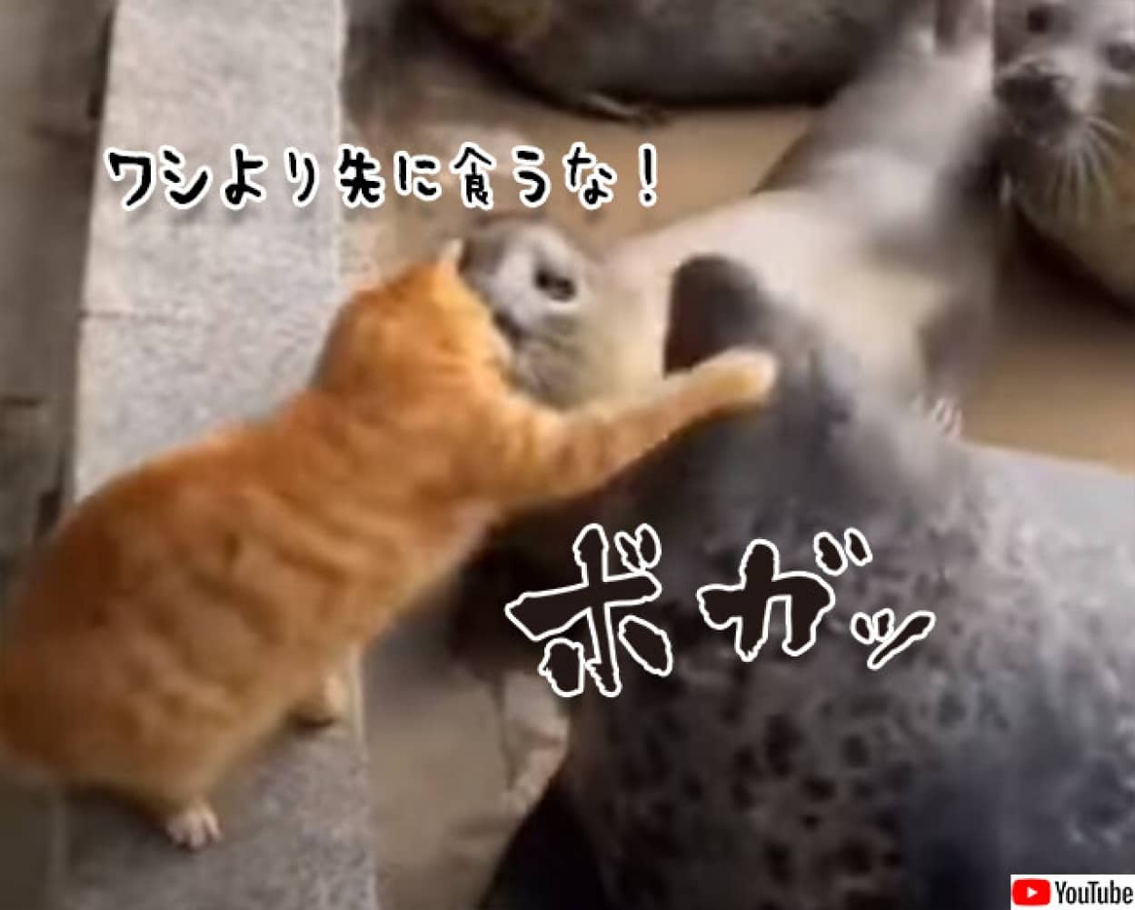 アザラシに猫パンチ