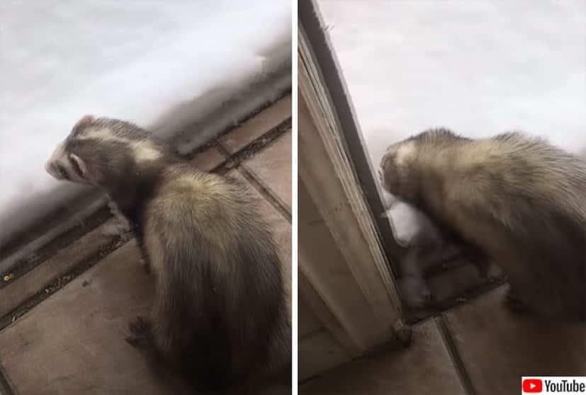 フェレット 初めての雪に大興奮で全力バック走行 カラパイア フェレット 初めての雪に大興奮で全力バック走行 カラパイア