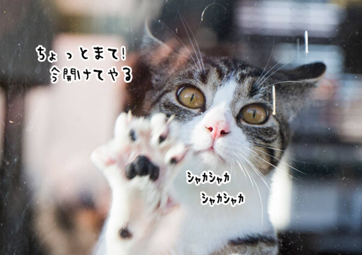 閉め出された飼い主を助けようと窓ガラスを引っかきつづける猫