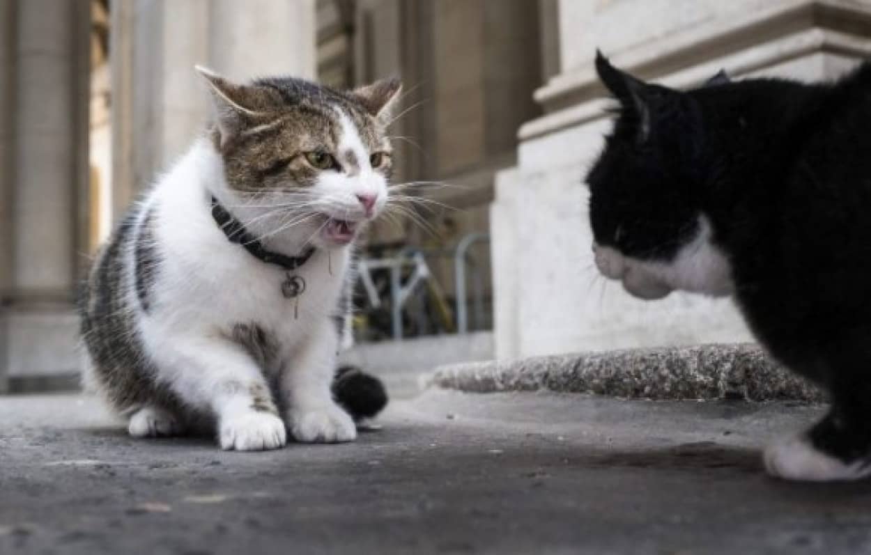 70年前から続く イギリスの公務員として働く猫たちの確執 カラパイア