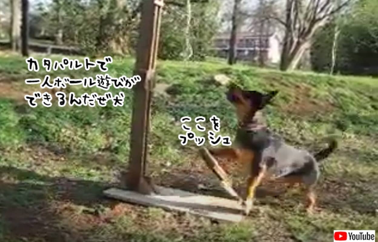 カタパルトを操作しボール遊びを楽しむ賢い犬
