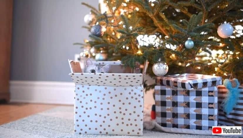 munchkincmas4_640